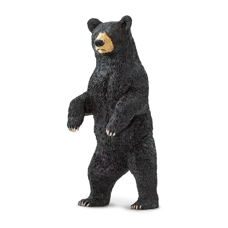Black Bear Standing