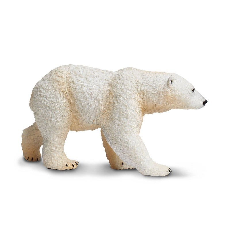 Polar Bear
