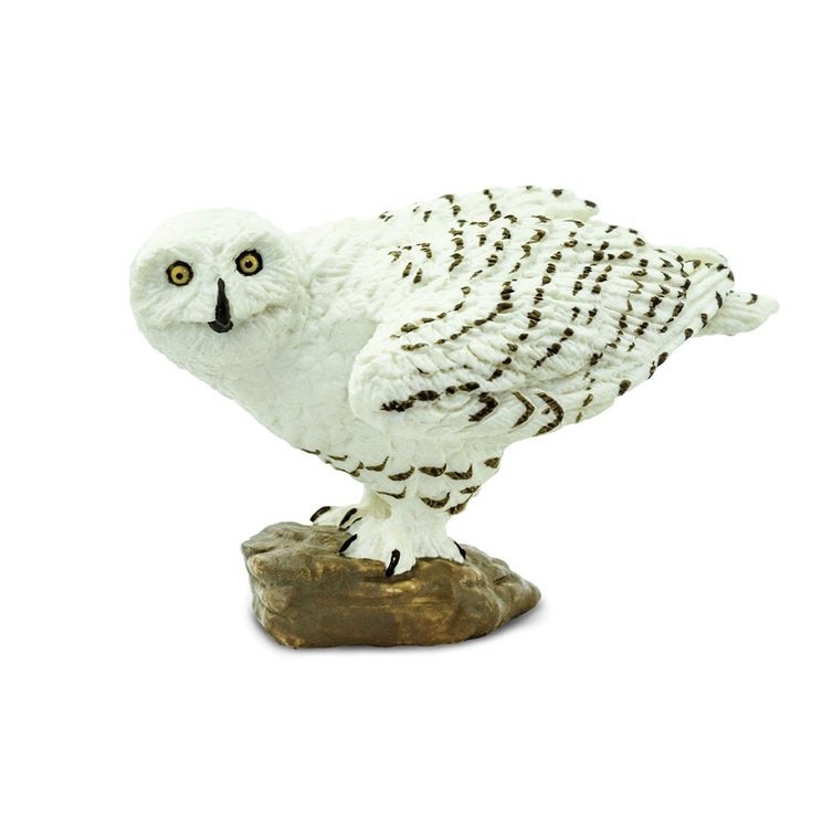Snowy Owl