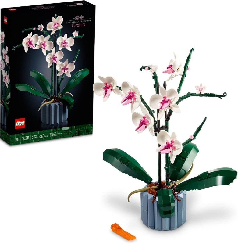 Orchid