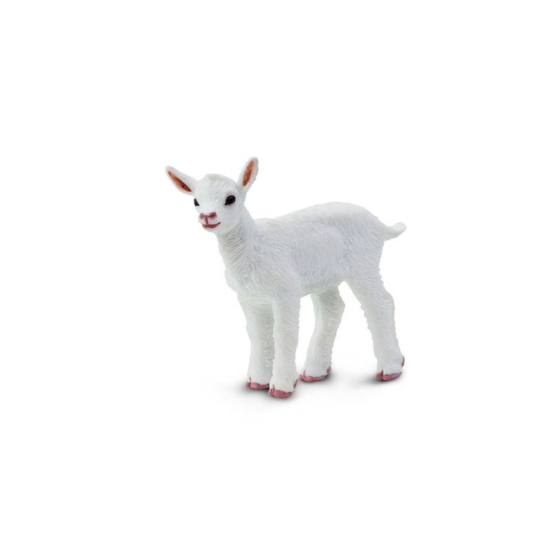 Kid Goat