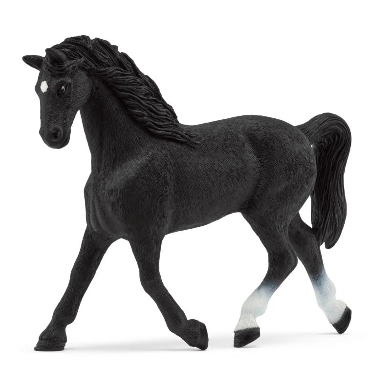 Holstein Mare