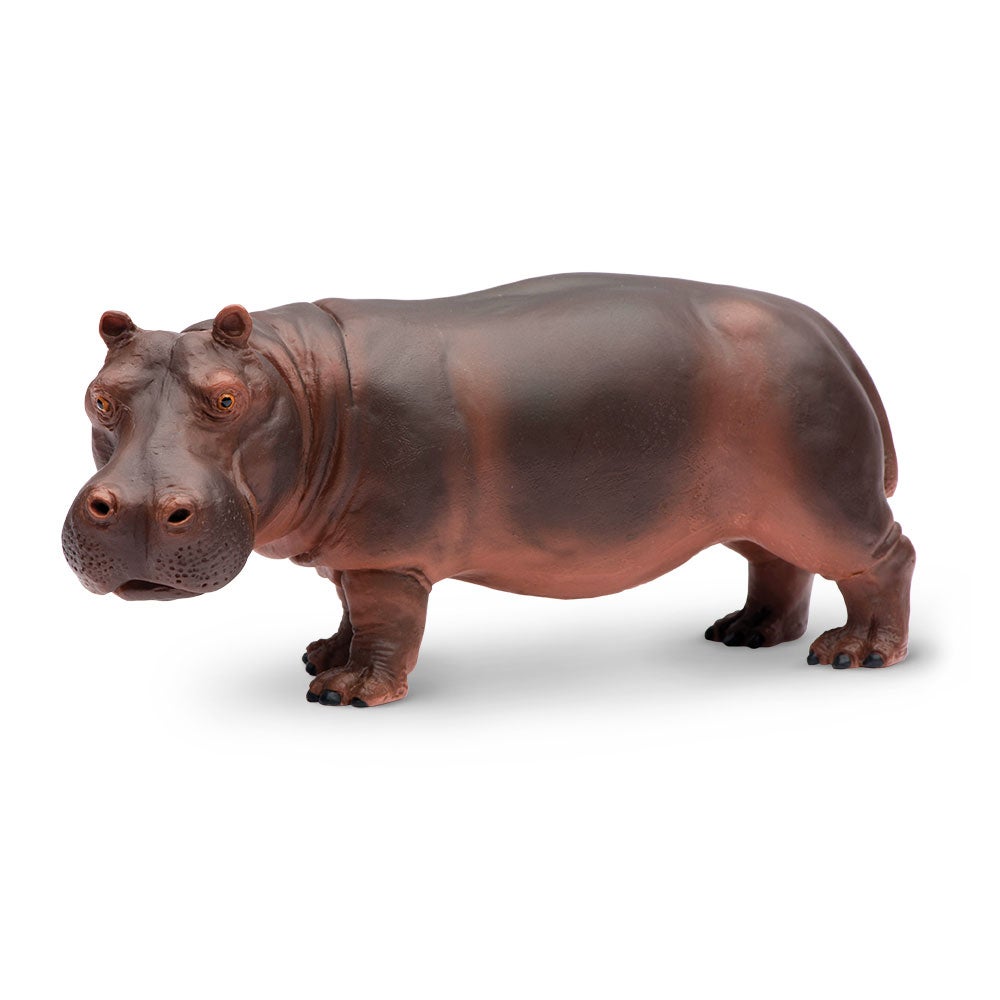 Hippopotamus