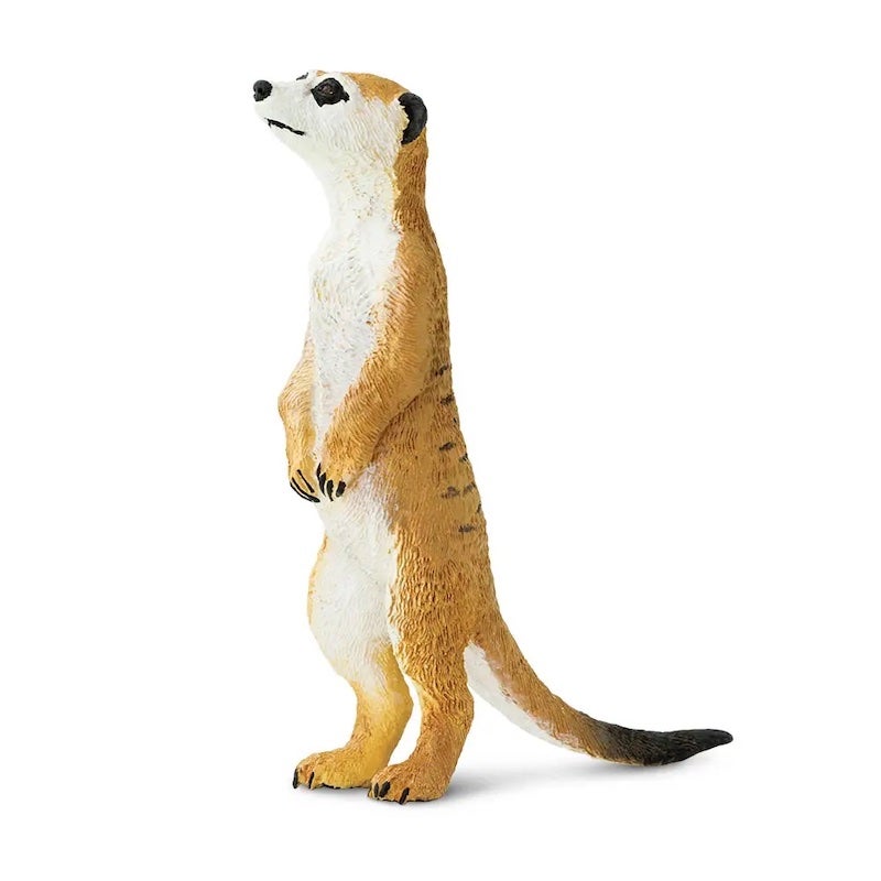 Meerkat