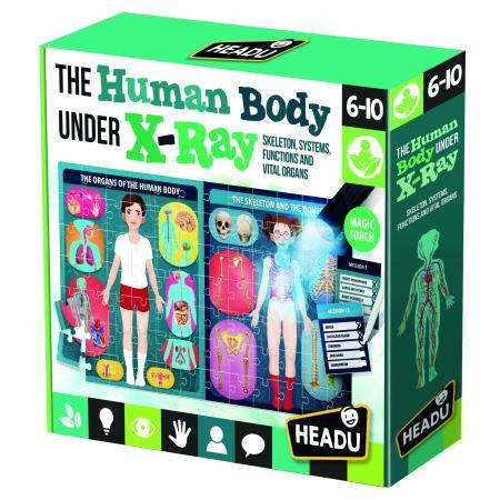 Human Body Under X-Ray